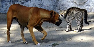 Exemple de fight or flight